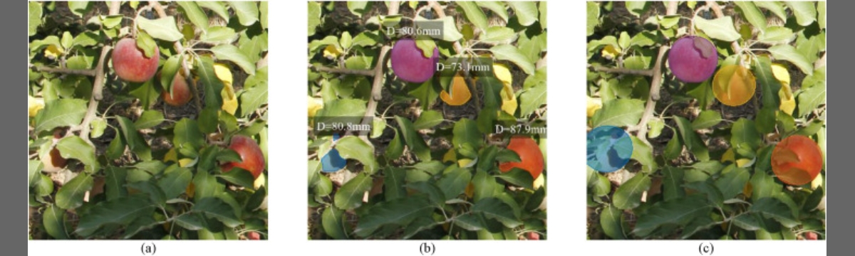 Simultaneous fruit detection and size estimation using multitask deep neural networks