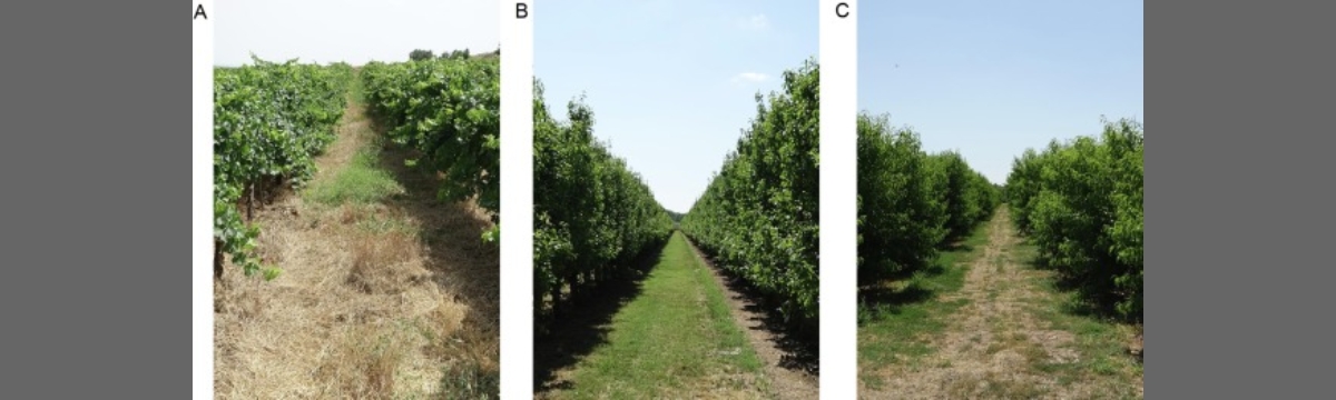 Mobile terrestrial laser scanner vs. UAV photogrammetry to estimate woody crop canopy parameters – Part 1: Methodology and comparison in vineyards