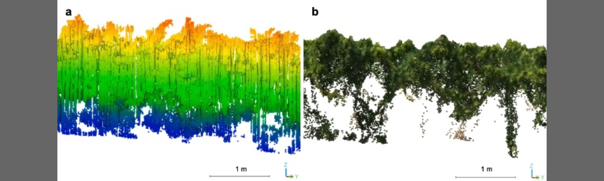 Mobile terrestrial laser scanner vs. UAV photogrammetry to estimate woody crop canopy parameters – Part 2: Comparison for different crops and training systems